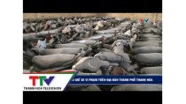 Quá tải kho, bãi giữ xe vi phạm trên địa bàn thành phố Thanh Hóa Quá tải kho, bãi giữ xe vi phạm trên địa bàn thành phố Thanh Hóa