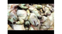 Nói Không Với Thực Phẩm Bẩn - Nói không với xúc xích, pate Nói Không Với Thực Phẩm Bẩn - Nói không với xúc xích, pate