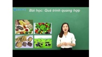Khoa học lớp 4- Tìm hiểu quá trình quang hợp của cây xanh- Trung tâm Dạy tốt Khoa học lớp 4- Tìm hiểu quá trình quang hợp của cây xanh- Trung tâm Dạy tốt