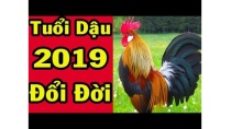 Tử Vi Tuổi Dậu Năm 2019 Đổi Đời Ngoạn Mục Trúng Qủa Trời Cho Giàu Sang Phú Qúy Tử Vi Tuổi Dậu Năm 2019 Đổi Đời Ngoạn Mục Trúng Qủa Trời Cho Giàu Sang Phú Qúy