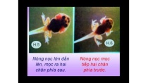 KHOA HỌC LỚP 5: SỰ SINH SẢN CỦA ẾCH KHOA HỌC LỚP 5: SỰ SINH SẢN CỦA ẾCH