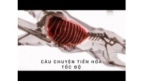 Câu chuyện tiến hóa : Tốc Độ | Phim tài liệu khoa học (Thuyết Minh) Câu chuyện tiến hóa : Tốc Độ | Phim tài liệu khoa học (Thuyết Minh)