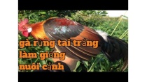 GÀ RỪNG RẶC TAI TRẮNG SỐ LƯỢNG LỚN CUNG CẤP CHO AE LÀM GIỐNG GÀ RỪNG RẶC TAI TRẮNG SỐ LƯỢNG LỚN CUNG CẤP CHO AE LÀM GIỐNG