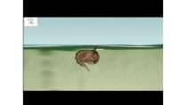 VÒNG ĐỜI CỦA MUỖI VÒNG ĐỜI CỦA MUỖI