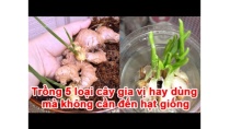 Trồng 5 loại cây gia vị hay dùng mà không cần đến hạt giống Trồng 5 loại cây gia vị hay dùng mà không cần đến hạt giống