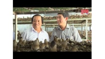 Từ sản xuất đến tiêu dùng 11-01-2018: Quy mô trang trại trồng nấm rơm và rau mầm tại xã Lộc An Từ sản xuất đến tiêu dùng 11-01-2018: Quy mô trang trại trồng nấm rơm và rau mầm tại xã Lộc An