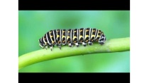 QUÁ TRÌNH PHÁT TRIỂN CỦA BƯỚM QUÁ TRÌNH PHÁT TRIỂN CỦA BƯỚM