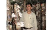 Kỹ thuật trồng nấm bào ngư Kỹ thuật trồng nấm bào ngư