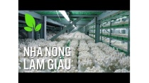 Điểm khác biệt của quy trình nuôi trồng nấm kim châm công nghệ Nhật Bản Điểm khác biệt của quy trình nuôi trồng nấm kim châm công nghệ Nhật Bản