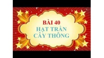 Sinh học lớp 6 - Bài 40 - Hạt trần - Cây thông Sinh học lớp 6 - Bài 40 - Hạt trần - Cây thông