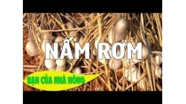 Mô hình trồng nấm rơm trong nhà mang lại hiệu quả kinh tế cao / BẠN CỦA NHÀ NÔNG Mô hình trồng nấm rơm trong nhà mang lại hiệu quả kinh tế cao / BẠN CỦA NHÀ NÔNG