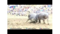 Sôi động Lễ hội Chọi trâu Quốc tế lần thứ 3 Sôi động Lễ hội Chọi trâu Quốc tế lần thứ 3