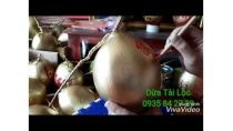Dừa Thư Pháp Mộc Thi Dừa Thư Pháp Mộc Thi