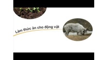 Sinh 6 - Bài 52 - Địa y Sinh 6 - Bài 52 - Địa y