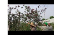 Cung cấp, bán cây hoa hồng cổ Hải Phòng gốc khủng Cung cấp, bán cây hoa hồng cổ Hải Phòng gốc khủng