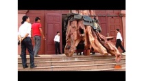 Những bí mật đ.ộng t.rời về gỗ sưa mà thương lái Trung Quốc giấu kín Những bí mật đ.ộng t.rời về gỗ sưa mà thương lái Trung Quốc giấu kín
