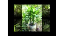 Giới thiệu một số cây sống trên cạn và dưới nước. Giới thiệu một số cây sống trên cạn và dưới nước.