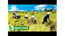 Kết nối giữa nông dân - doanh nghiệp và nhà khoa học để phát triển nông nghiệp Kết nối giữa nông dân - doanh nghiệp và nhà khoa học để phát triển nông nghiệp