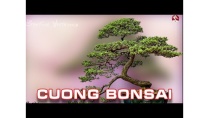 Nguồn cung cấp cây phôi vô tận Nguồn cung cấp cây phôi vô tận