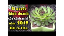 Bí quyết hái ra tiền từ việc kinh doanh cây cảnh mini năm 2019 | Tài chính kinh doanh Bí quyết hái ra tiền từ việc kinh doanh cây cảnh mini năm 2019 | Tài chính kinh doanh
