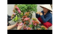 SH.1273.Đông vui quá... Chợ Hoa Cây cảnh Sơn Tây sáng nay SH.1273.Đông vui quá... Chợ Hoa Cây cảnh Sơn Tây sáng nay