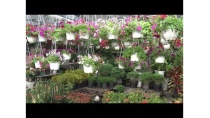 Lượng hoa, cây cảnh cung cấp cho thị trường TP Hồ Chí Minh tăng 20% Lượng hoa, cây cảnh cung cấp cho thị trường TP Hồ Chí Minh tăng 20%