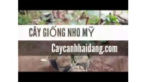 Cung cấp cây giống nho mỹ - Cây cảnh Hải Đăng Cung cấp cây giống nho mỹ - Cây cảnh Hải Đăng