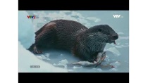 Khám phá thế giới - Những khu rừng kỳ diệu - Thuyết minh Khám phá thế giới - Những khu rừng kỳ diệu - Thuyết minh