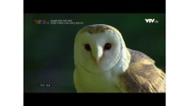 Khám phá thế giới - Cuộc phiêu lưu của loài cú - Thuyết minh Khám phá thế giới - Cuộc phiêu lưu của loài cú - Thuyết minh