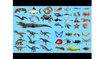 TÊN GỌI VÀ ÂM THANH CÁC LOÀI ĐỘNG VẬT: LEARNING NAME AND SOUND COLLECTION ANIMAL FOR KIDS TÊN GỌI VÀ ÂM THANH CÁC LOÀI ĐỘNG VẬT: LEARNING NAME AND SOUND COLLECTION ANIMAL FOR KIDS