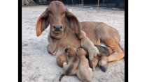 Khoảnh khắc hài hước động vật dễ thương - Funny animals compilation try not to laugh Khoảnh khắc hài hước động vật dễ thương - Funny animals compilation try not to laugh
