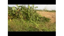 Bán đất Thanh Phương và Phương Vĩ tại Bắc Ninh Bán đất Thanh Phương và Phương Vĩ tại Bắc Ninh