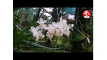 Vườn lan Chiến Huyền - Mễ Sở, Văn Giang, Hưng Yên Vườn lan Chiến Huyền - Mễ Sở, Văn Giang, Hưng Yên