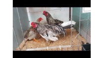 Gà tre tơ 4 tháng/200k/1con. Call 0934598871. Địa chỉ: 350 Lê Đức Thọ. P6. Gò Vấp Gà tre tơ 4 tháng/200k/1con. Call 0934598871. Địa chỉ: 350 Lê Đức Thọ. P6. Gò Vấp