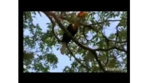 THẾ GIỚI ĐỘNG VẬT TRÊN NHỮNG HÒN ĐẢO KÌ DIỆU Ở ĐÔNG NAM Á THẾ GIỚI ĐỘNG VẬT TRÊN NHỮNG HÒN ĐẢO KÌ DIỆU Ở ĐÔNG NAM Á