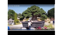 THĂM VƯỜN CHỦ TICH BONSAI CHÂU Á THÁI BÌNH DƯƠNG TẠI ĐÀI LOAN THĂM VƯỜN CHỦ TICH BONSAI CHÂU Á THÁI BÌNH DƯƠNG TẠI ĐÀI LOAN