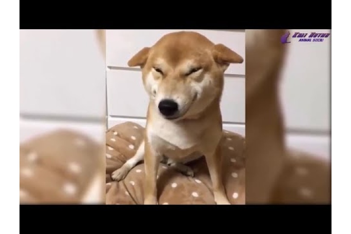Video Shiba giống chó biết CƯỜI siêu dễ thương  Shiba Funny