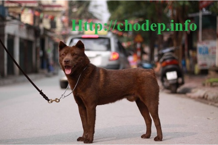 Nên nuôi loại chó nào để trông nhà xưởng kho bãi tốt nhất