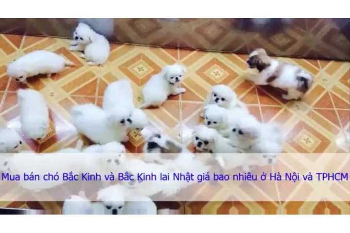 Mua bán chó Bắc Kinh và Bắc Kinh lai Nhật giá bao nhiêu ở Hà Nội và ...