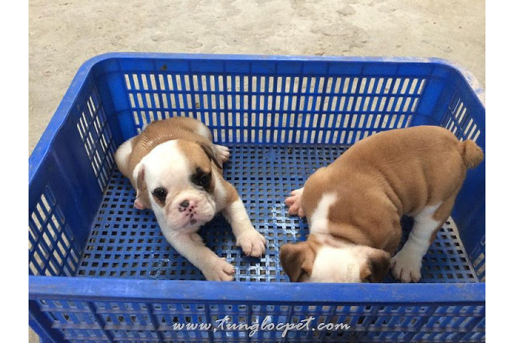 Bán chó Bulldog tại Hà Nội & TPHCM. Mua chó Bulldog Anh