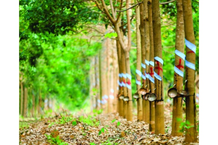 Giá cao su tăng phiên thứ 2 liên tiếp