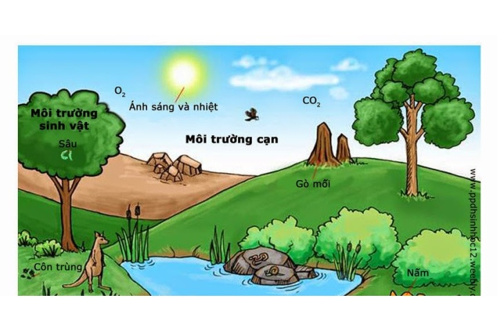 Môi trường và các nhân tố sinh thái