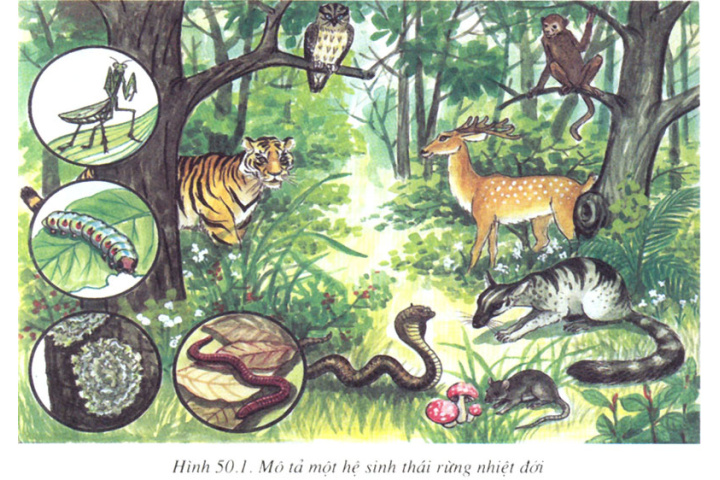 Khái niệm hệ sinh thái