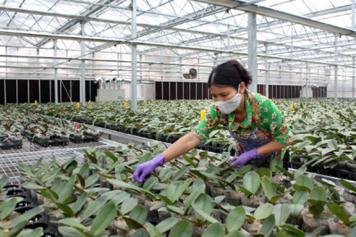 Ứng dụng khoa học và công nghệ trong nông nghiệp: Vẫn chậm đổi mới