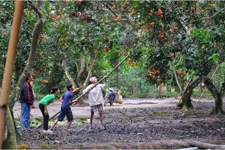 Vườn trái cây Cái Mơn - Du lịch Bến Tre