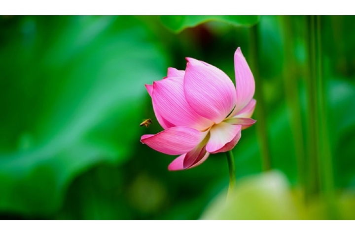 Liệt giường sau hai lần nhập viện, phục hồi kỳ diệu nhờ Đại Pháp |