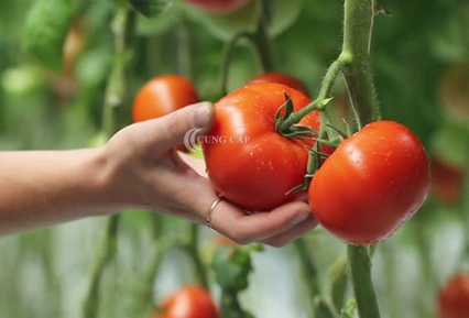 Vì sao cà chua có thể trị nám da?