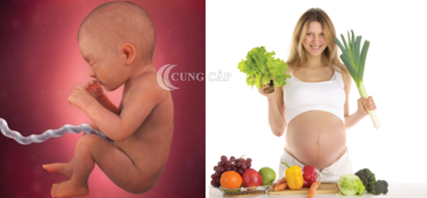 Xây dựng chế độ dinh dưỡng cho thai nhi 15 tuần tuổi đủ chất cho bé phát triển toàn diện