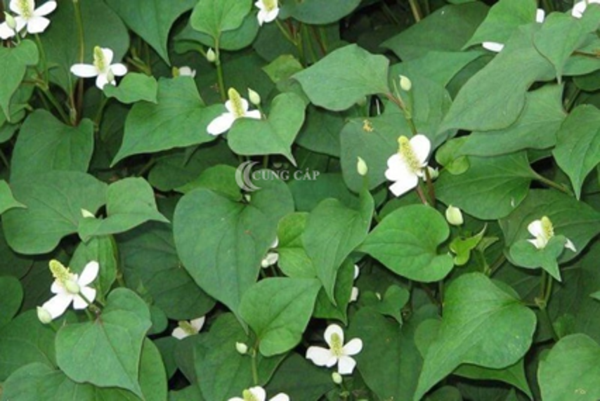 Rau mồng tơi trị mụn có tốt không