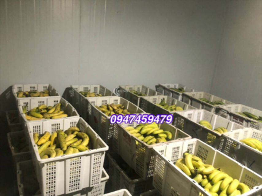 Lắp đặt, thi công hoàn thiện kho lạnh bảo quản chuối